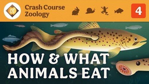 How & What Animals Eat How & What Animals Eat