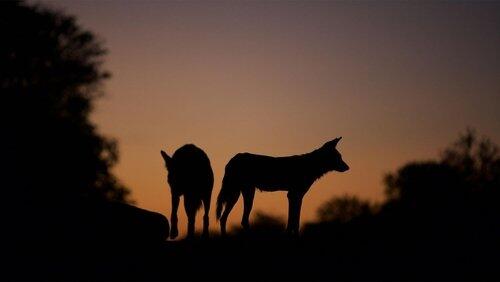 Dogs In The Land Of Lions Dogs In The Land Of Lions