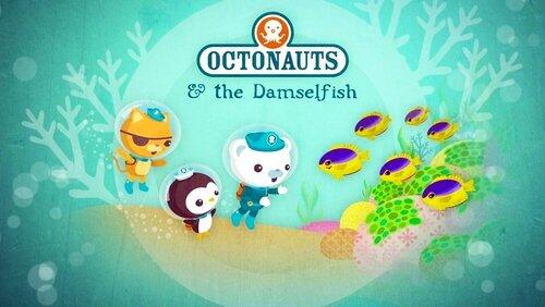 The Damselfish The Damselfish