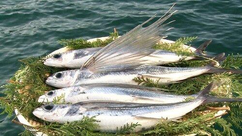 Flying Fish Flying Fish