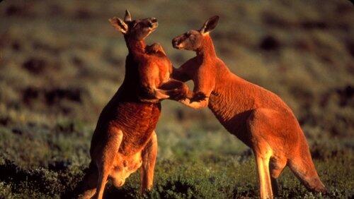 Big Red Roos Big Red Roos
