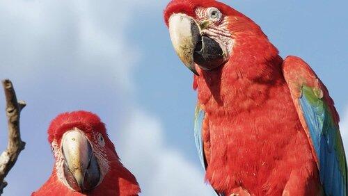 Bird Paradise Bird Paradise