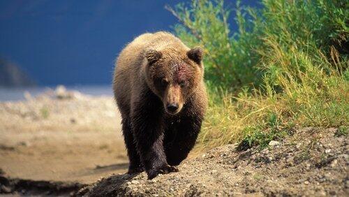 The Good, the Bad and the Grizzly The Good, the Bad and the Grizzly