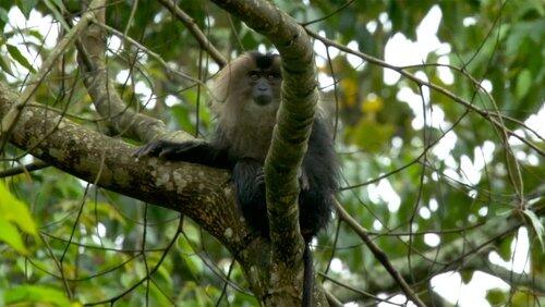 Western Ghats: Monsoon Mountains Western Ghats: Monsoon Mountains