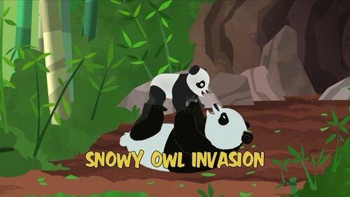 Snowy Owl Invasion Snowy Owl Invasion