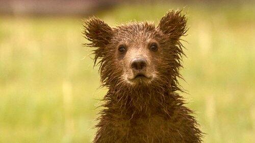 Bears of the Last Frontier: City of Bears Bears of the Last Frontier: City of Bears