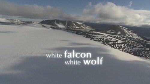 White Falcon, White Wolf White Falcon, White Wolf