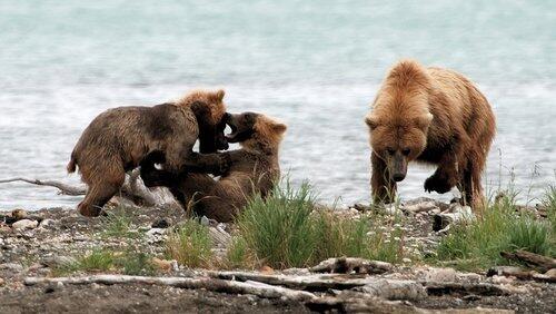 Clash: Encounters of Bears and Wolves Clash: Encounters of Bears and Wolves