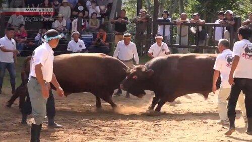 Togyu: The Spirit of Japanese Bullfighting Togyu: The Spirit of Japanese Bullfighting