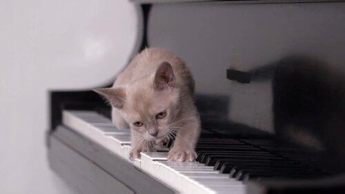 Musical Kittens Musical Kittens