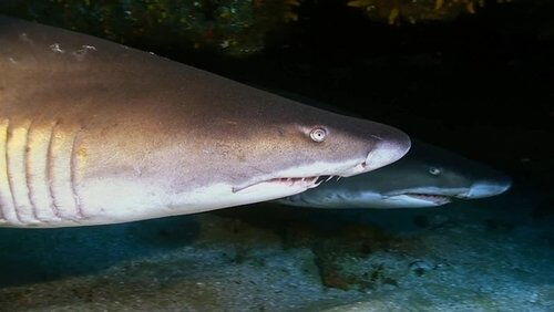 Double Shark Attack Double Shark Attack