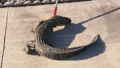 See You Later, Alligator See You Later, Alligator