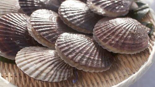 Scallop Scallop