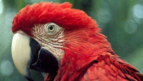 The Real Macaw The Real Macaw