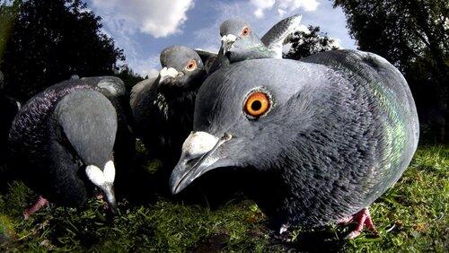 Unnatural History of London