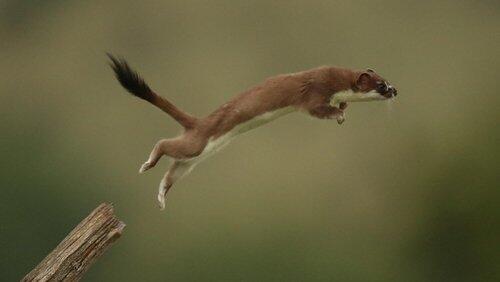 The Mighty Weasel The Mighty Weasel
