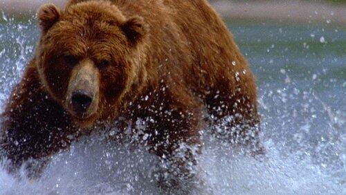 Walking with Giants: The Grizzlies of Siberia Walking with Giants: The Grizzlies of Siberia