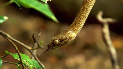 Bizarre Beasts of Africa Bizarre Beasts of Africa