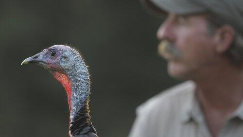 My Life as a Turkey My Life as a Turkey