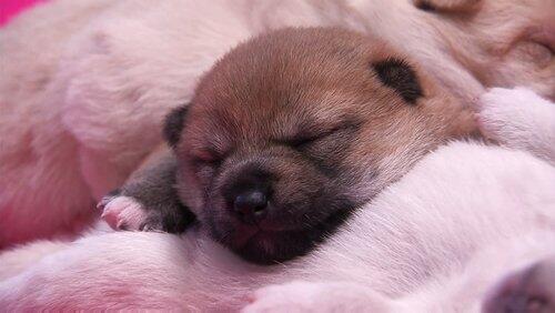 Mighty Mountain Puppies Mighty Mountain Puppies