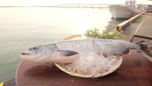 Salmon Salmon