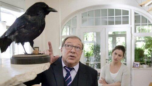 Raubvögel Raubvögel