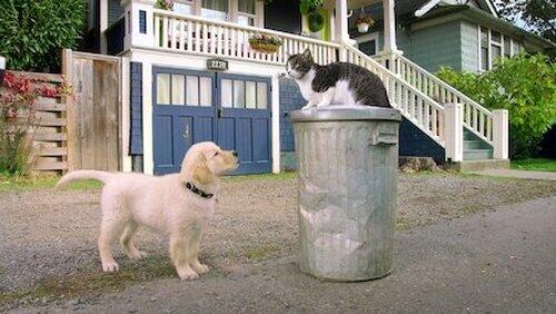 Kitten Academy Kitten Academy