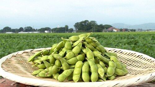 Edamame Edamame