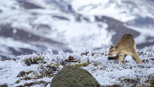 Pumas: Legends of the Ice Mountains Pumas: Legends of the Ice Mountains