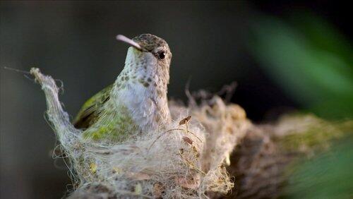 Animal Homes: The Nest Animal Homes: The Nest