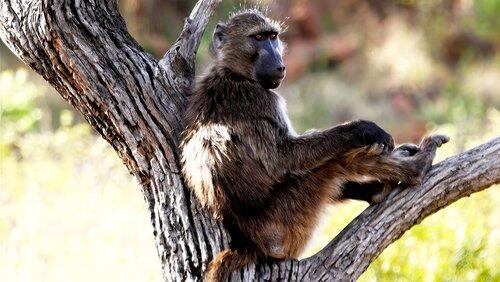 Bringing Up Baby... Baboons! Bringing Up Baby... Baboons!