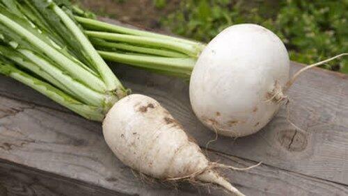 Turnip Turnip