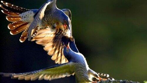 Cuckoo Cuckoo