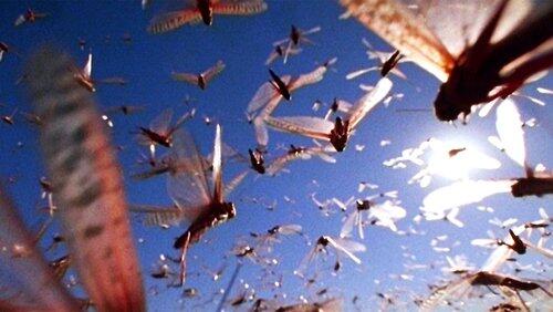 The Gathering Swarms The Gathering Swarms