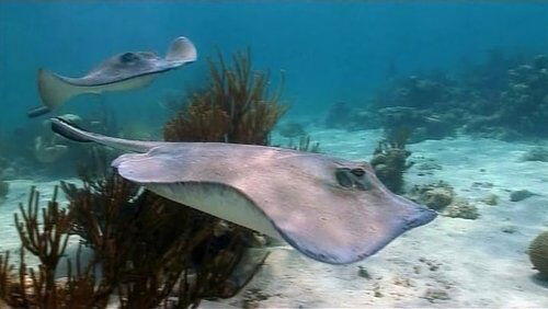 Reefs and Wrecks Reefs and Wrecks