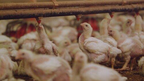 The Trouble With Antibiotics The Trouble With Antibiotics