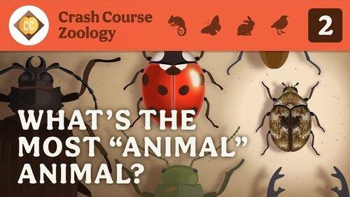 What's the Most 'Animal' Animal? What's the Most 'Animal' Animal?