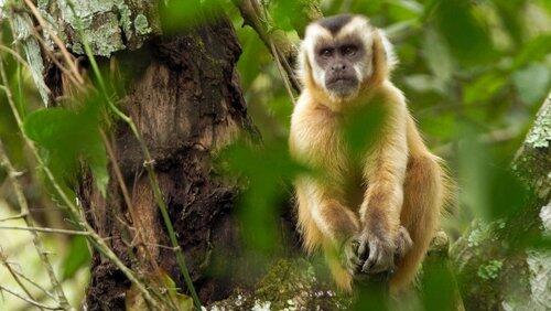 Monkey Garden Monkey Garden