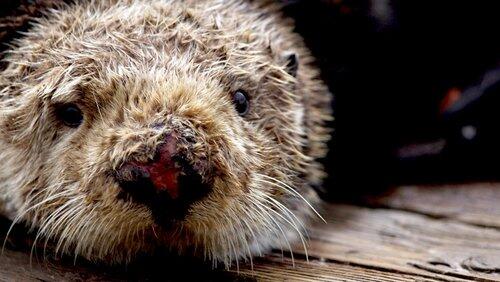 Sea Otters - A Million Dollar Baby Sea Otters - A Million Dollar Baby