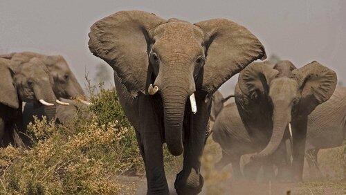 Soul of the Elephant Soul of the Elephant
