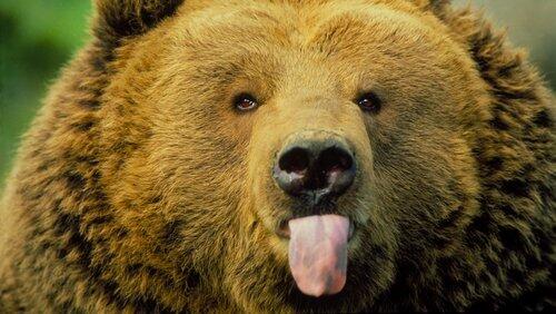 Animals Behaving Badly Animals Behaving Badly