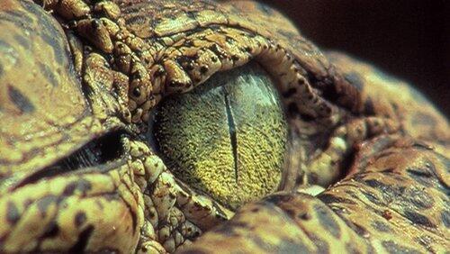 The Reptiles: Alligators and Crocodiles The Reptiles: Alligators and Crocodiles