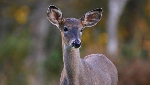Deer Deer