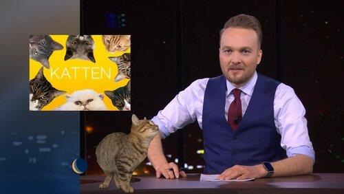Katten | Alex Ploeg Katten | Alex Ploeg