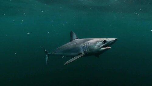 Sharks! Sharks!
