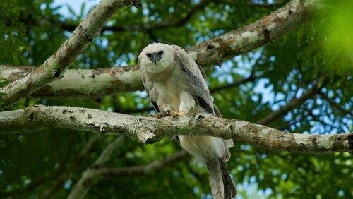 Jungle Eagle Jungle Eagle