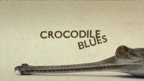 Crocodile Blues Crocodile Blues