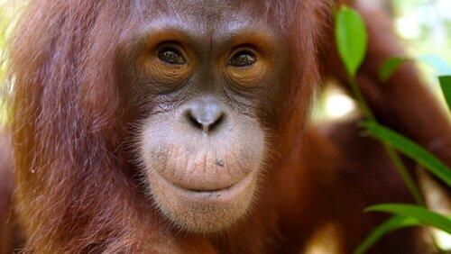 Orangutans: The Great Ape Escape Orangutans: The Great Ape Escape