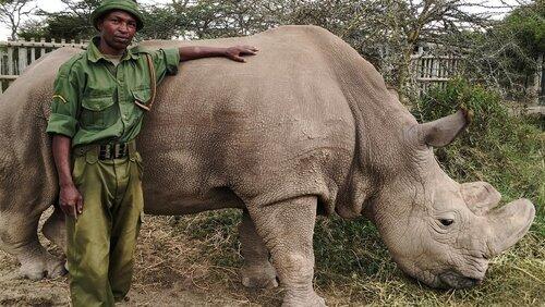 The Last Rhino The Last Rhino