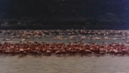 Flamingoes Only Fly on Tuesdays Flamingoes Only Fly on Tuesdays